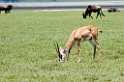 Ngorongoro Thomsons02